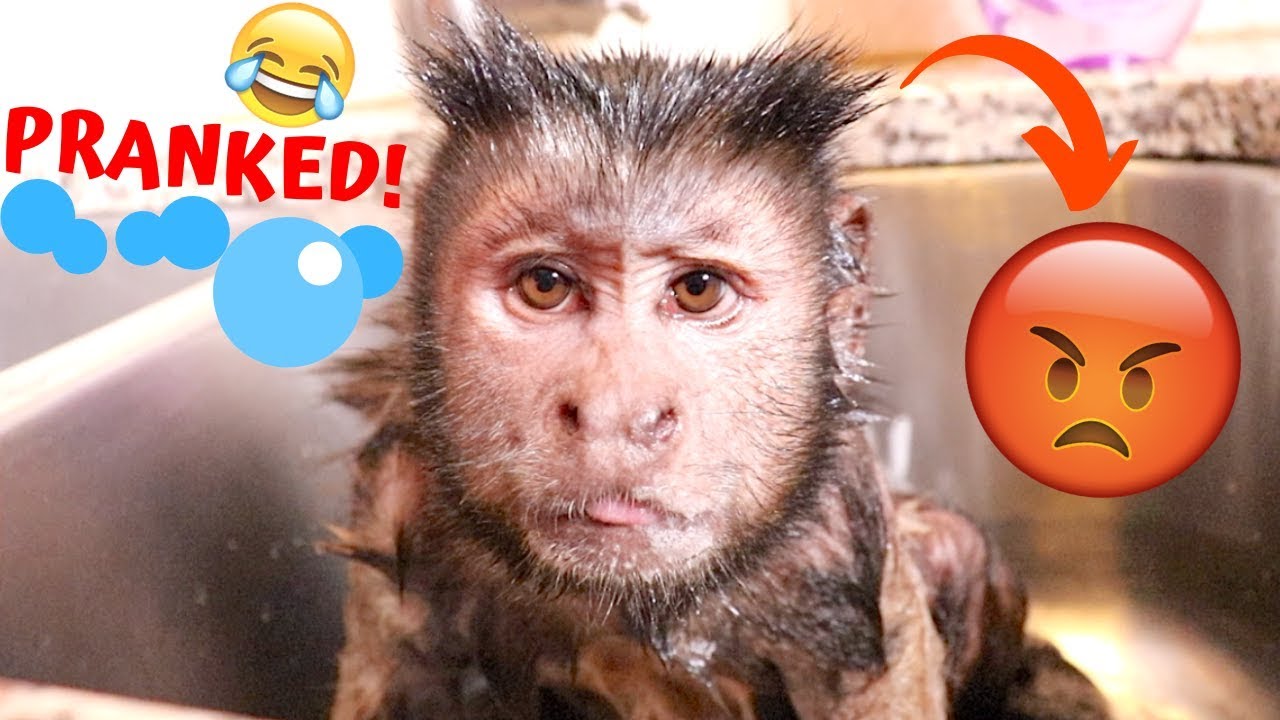 Pet Monkey Bath Time COLD WATER PRANK!!