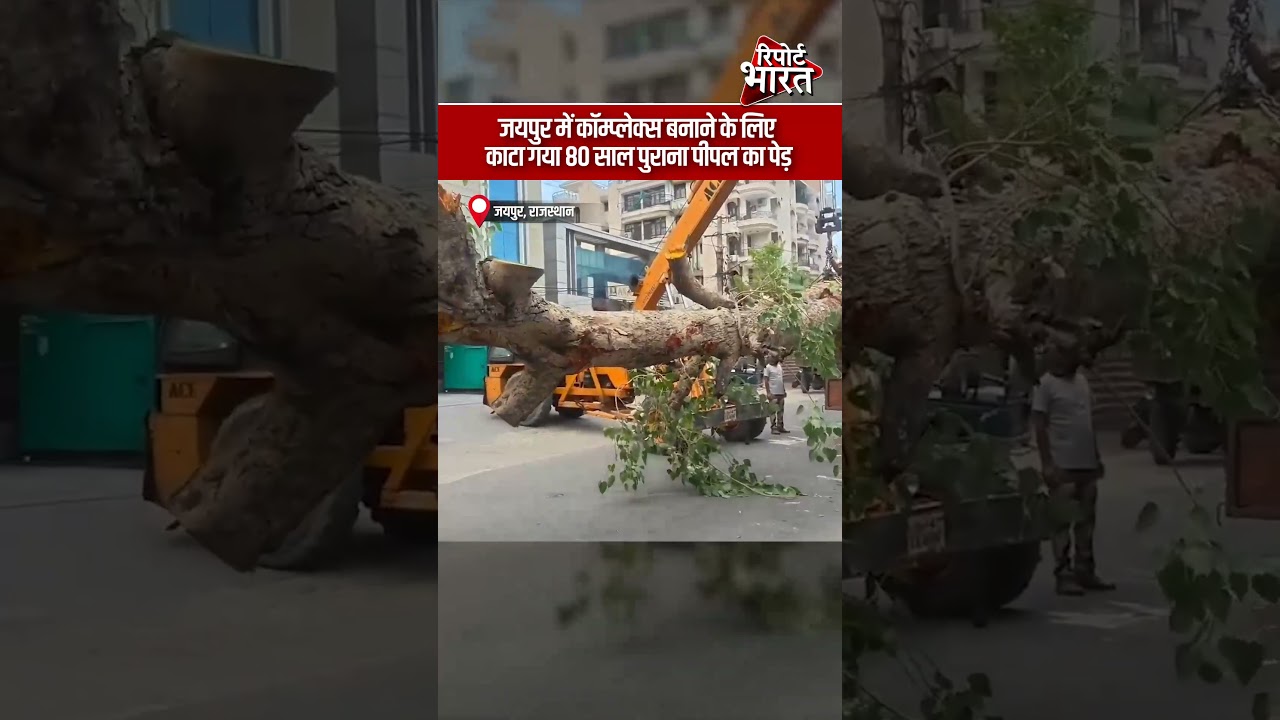 जयपुर में कॉम्प्लेक्स बनाने के लिए काटा गया 80 साल पुराना पीपल का पेड़   | Report Bharat