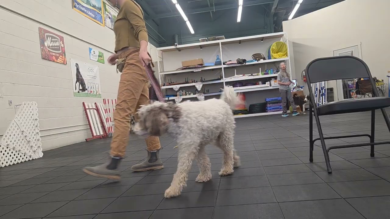 CGC test item Reaction to Another Dog 