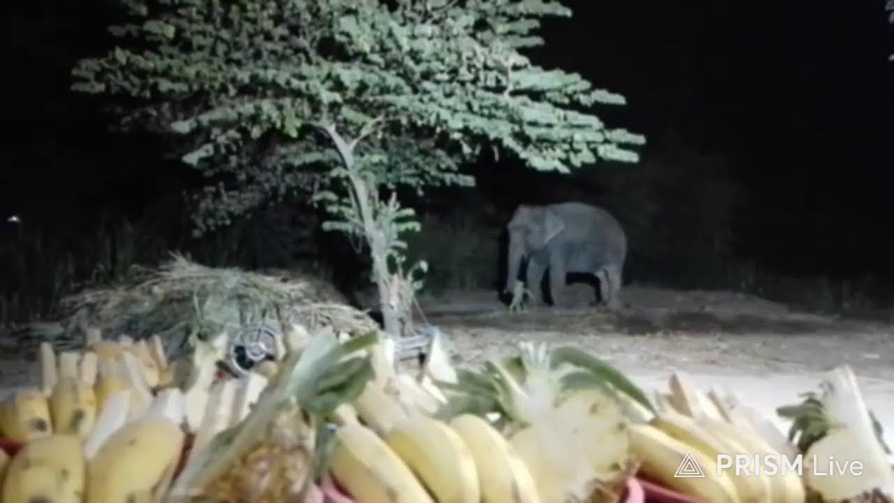 #แวะเมตตาด้วยน่ะค่ะยังไม่ได้ทานสักตะกร้าเลยค่ะ   🙏❤🙏🐘