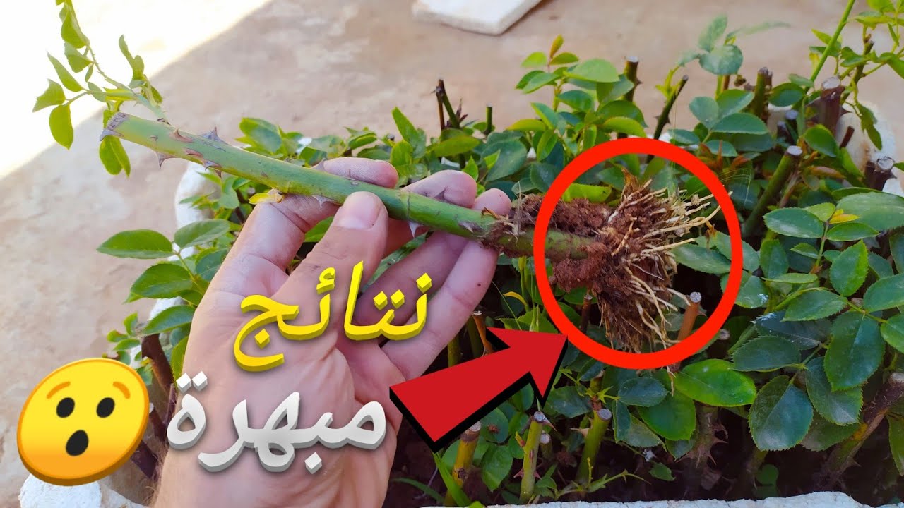 زراعة ورد الجوري في المنزل 2