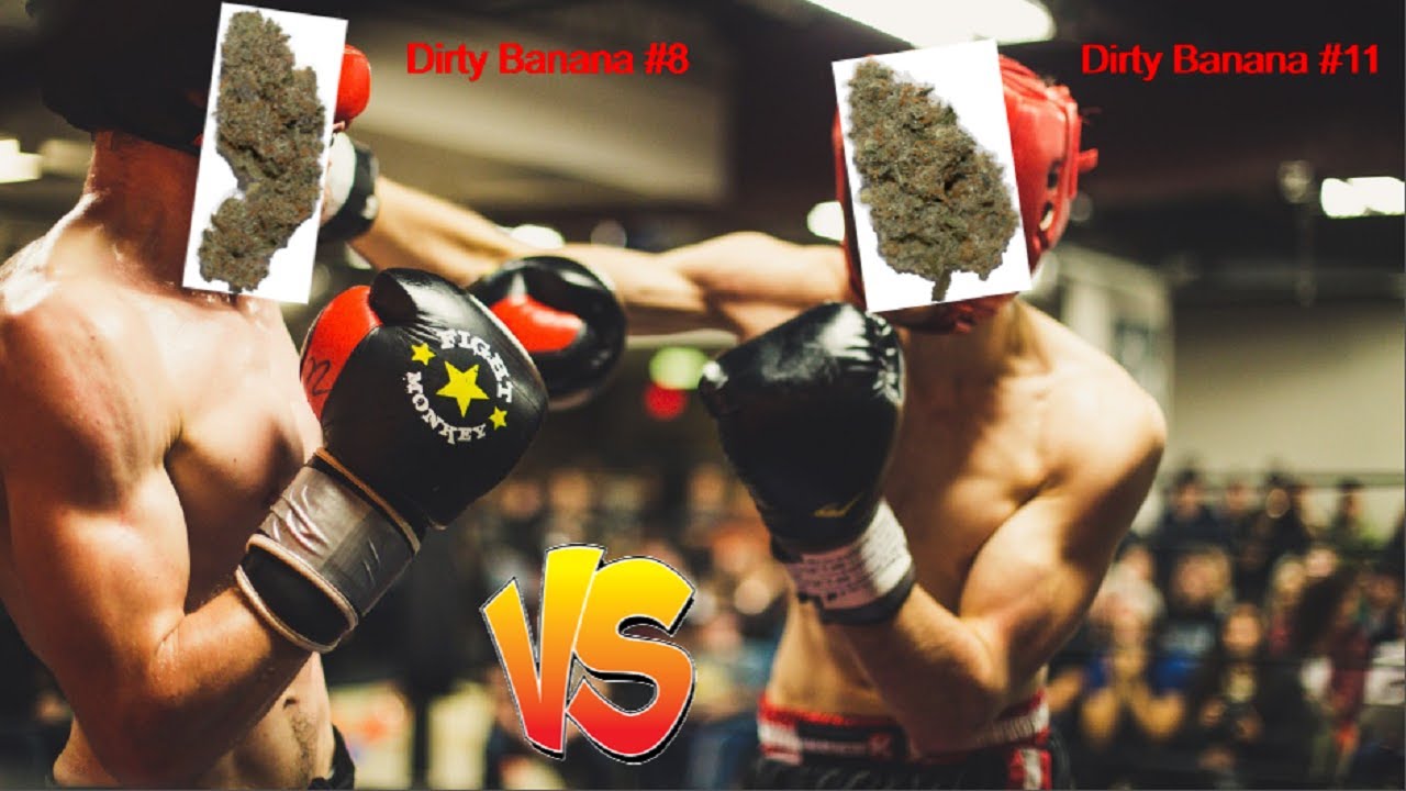 Pheno Face Off - Dirty Banana #11 vs Dirty Banana #8