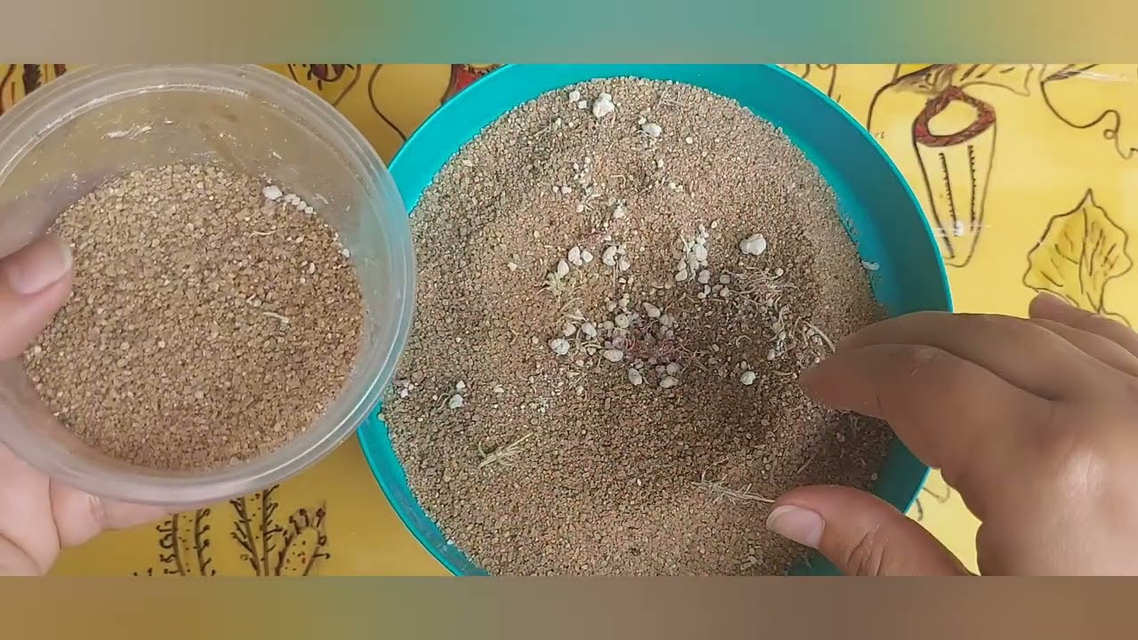 germinando Drosophyllum lusitanicum planta carnívora