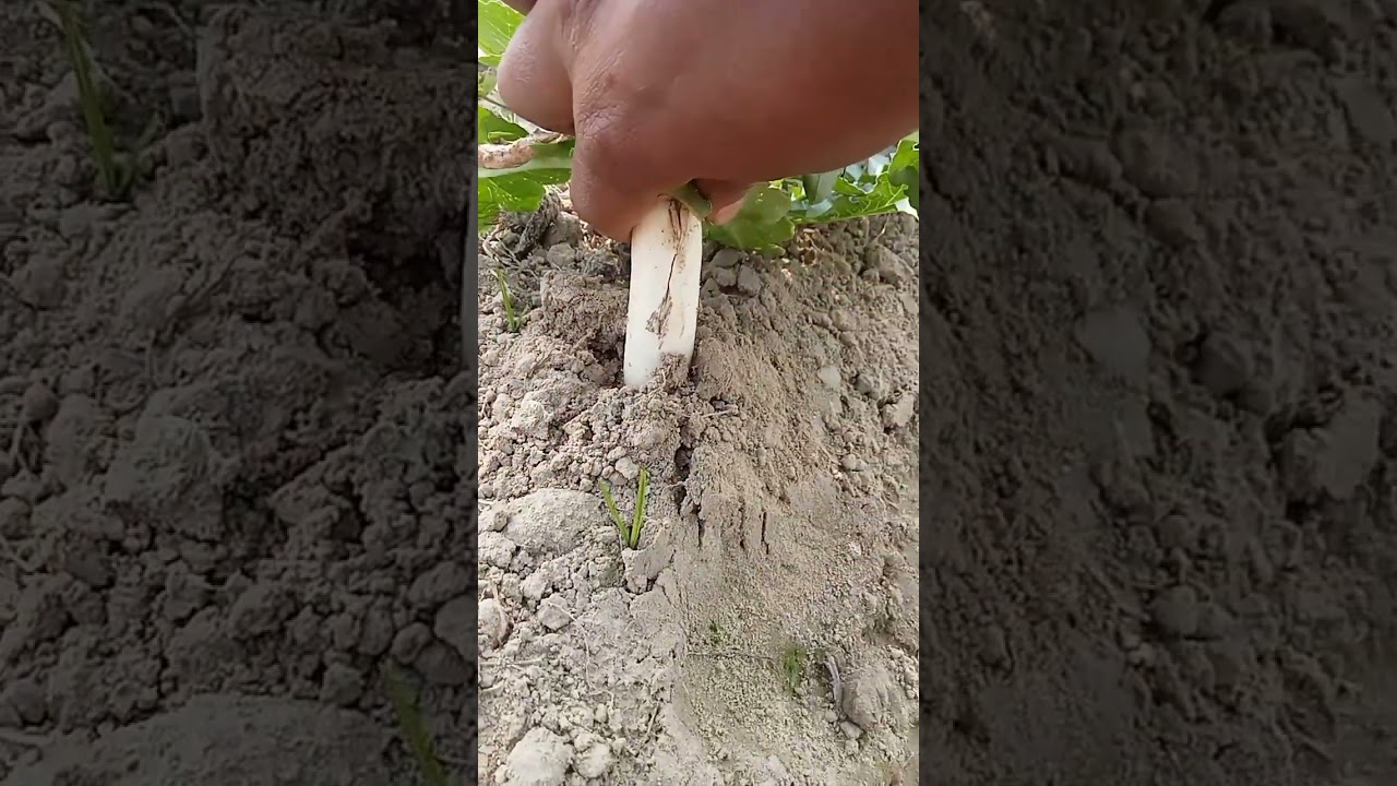 radish crop farming // muli ki kheti