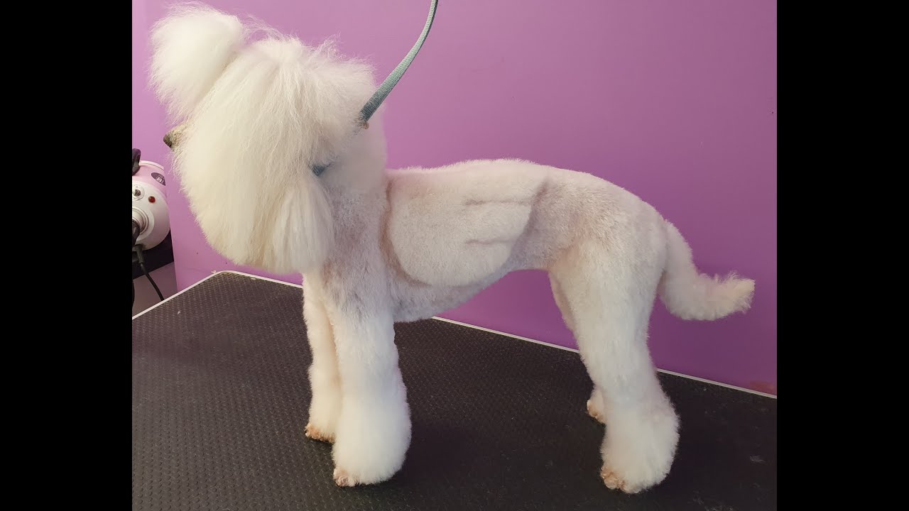 Creative dog grooming 