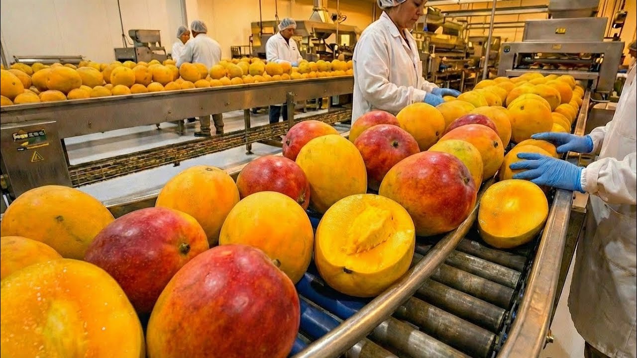 How Mango Juice Is Made Inside a Giant Factory | Mega Food Production