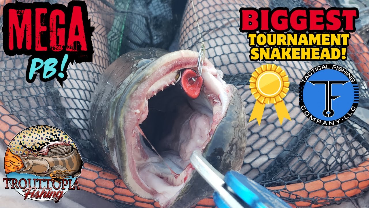 NEARLY RECORD SIZED SNAKEHEAD!?! (Upper Chesapeake Kayak Tournament Fishing)