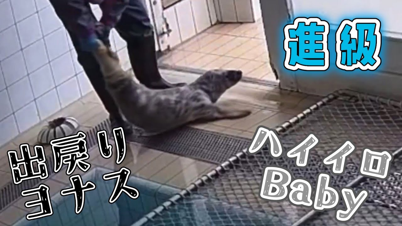 クラースとスムーク進級 ヨナス出戻りズリズリ引きずられ登場 【アザラシ幼稚園】