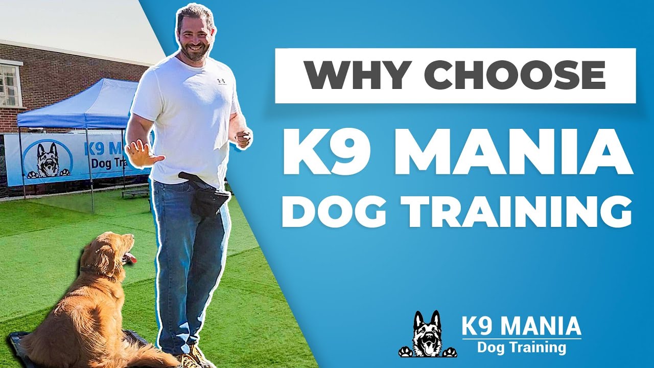 Board and Train | K9 Mania Dog Training