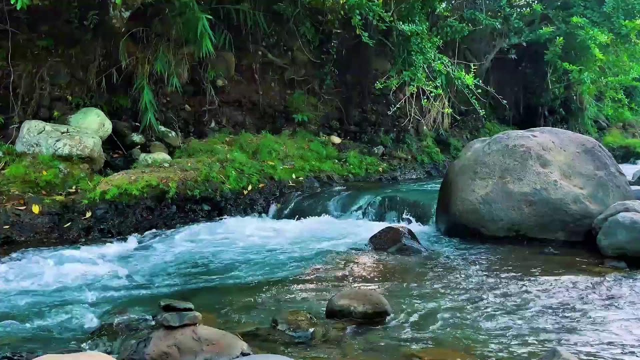 Forest Stream Flowing Around Big Rock – Real Jungle Sound for Deep Sleep