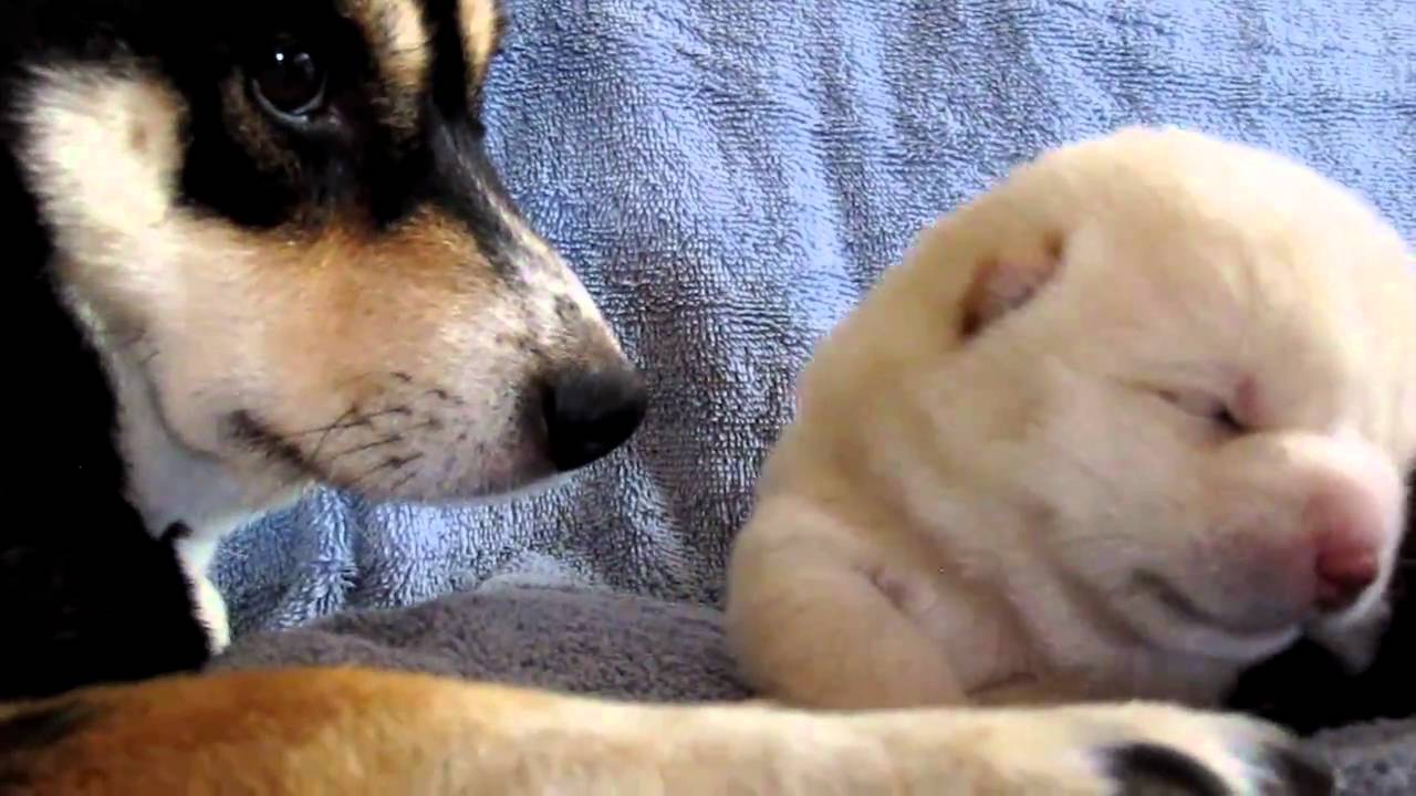 SHIBA INU PUPPIES DAY 12 YAWN CUTE!