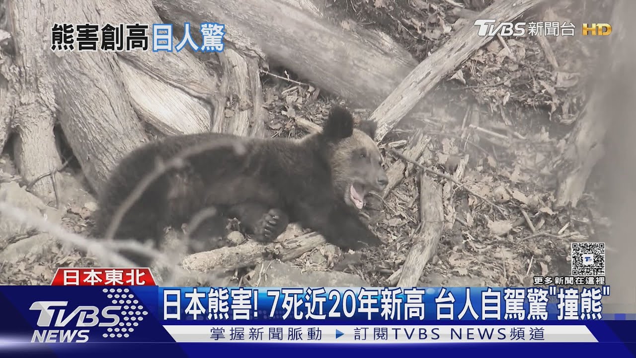 日本熊害!7死近20年新高 台人自駕驚「撞熊」｜TVBS新聞 @TVBSNEWS01