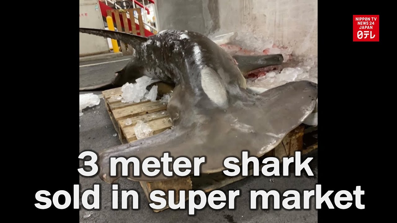 3 meter hammerhead shark sold in super market