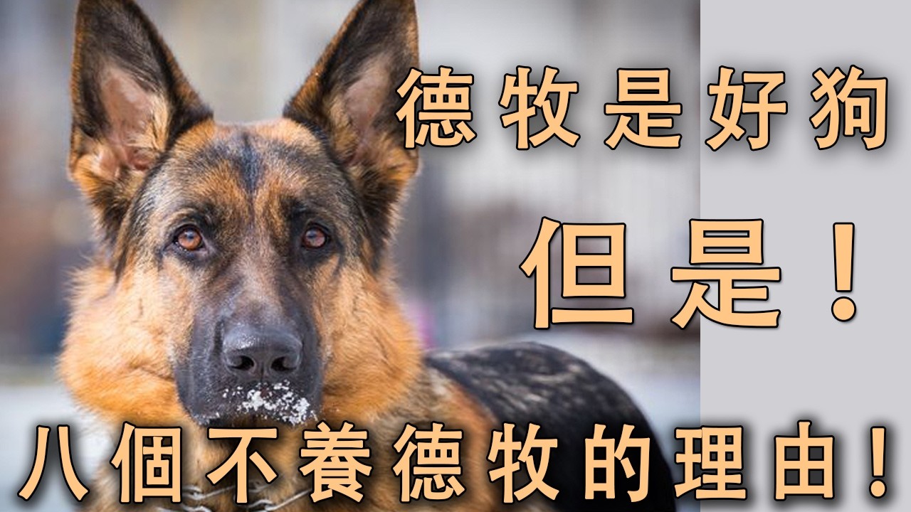 德牧是好狗，但是，九个不养德牧的理由！