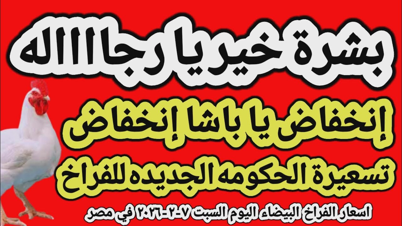 اسعار الفراخ البيضاء اليوم/ سعر الفراخ البيضاء اليوم السبت ٧-٢-٢٠٢٦ في مصر جمله وقطاعي