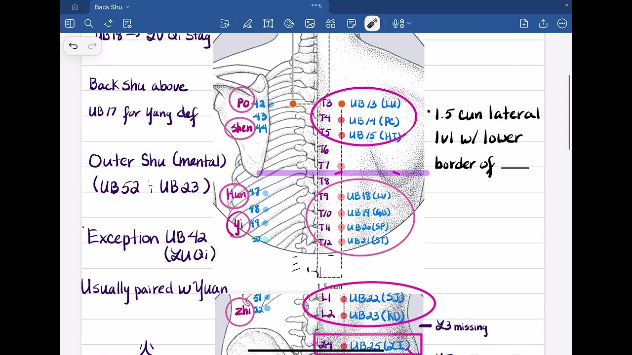 Back Shu Points Review NCCAOM Acupuncture 
