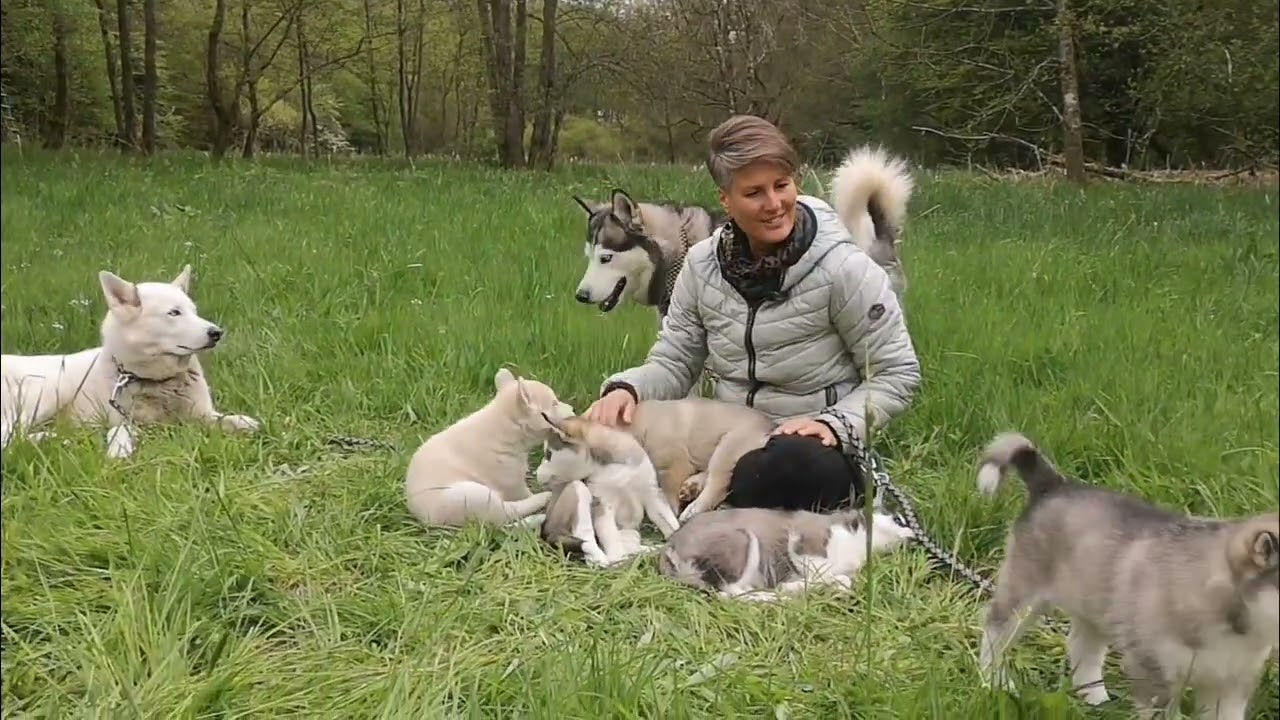 Wie ich meine Huskywelpen begleite💚