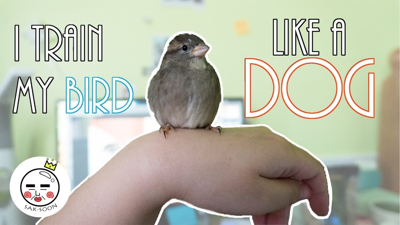 Training My Bird Like A Dog