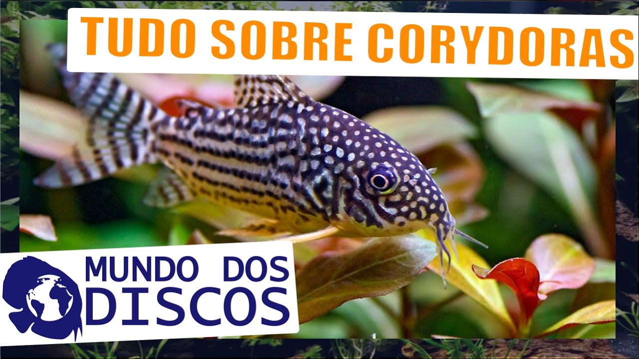 APRENDA TUDO SOBRE CORYDORAS! VENHA VER NA LOJA !