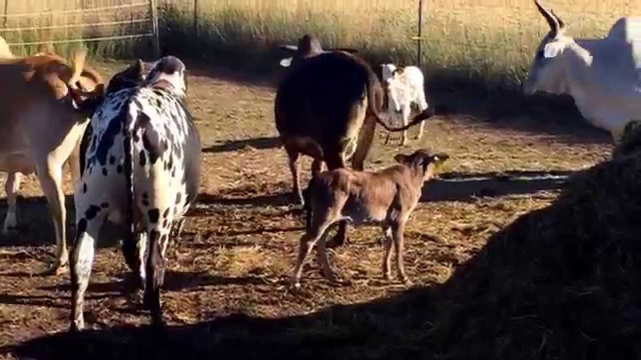 The Zebu-Family is back on their pasture after giving birth