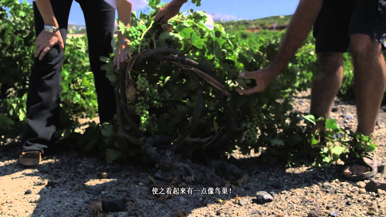 Assyrtiko Santorini