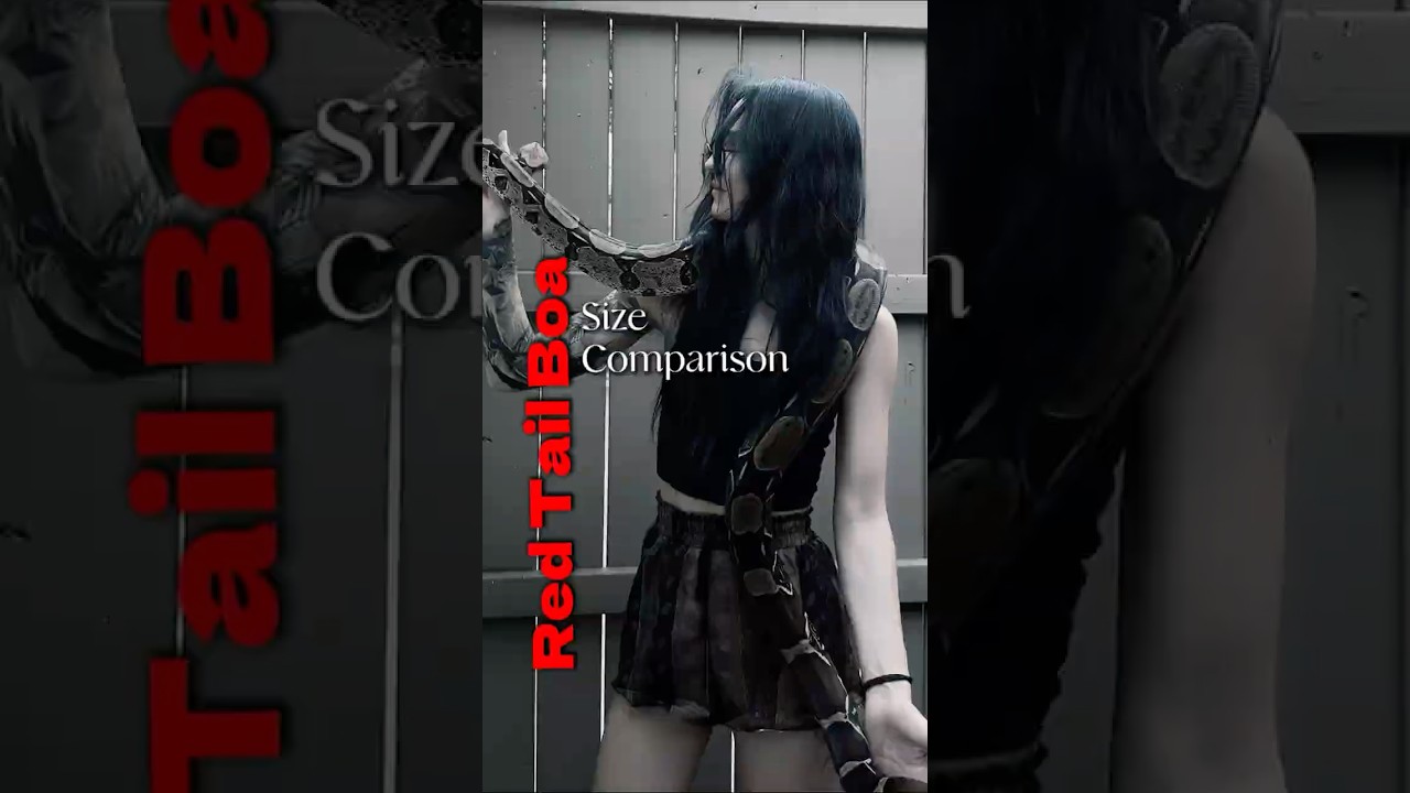 Red Tail Boa Growth after 9 Years!