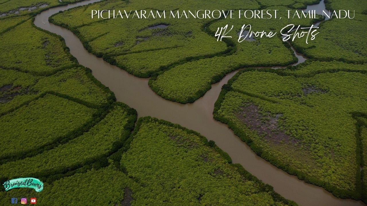 Pichavaram Mangrove Forest | Aerial View | Incredible India | 4k