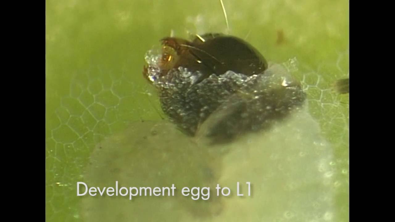 Codling moth (Cydia pomonella)