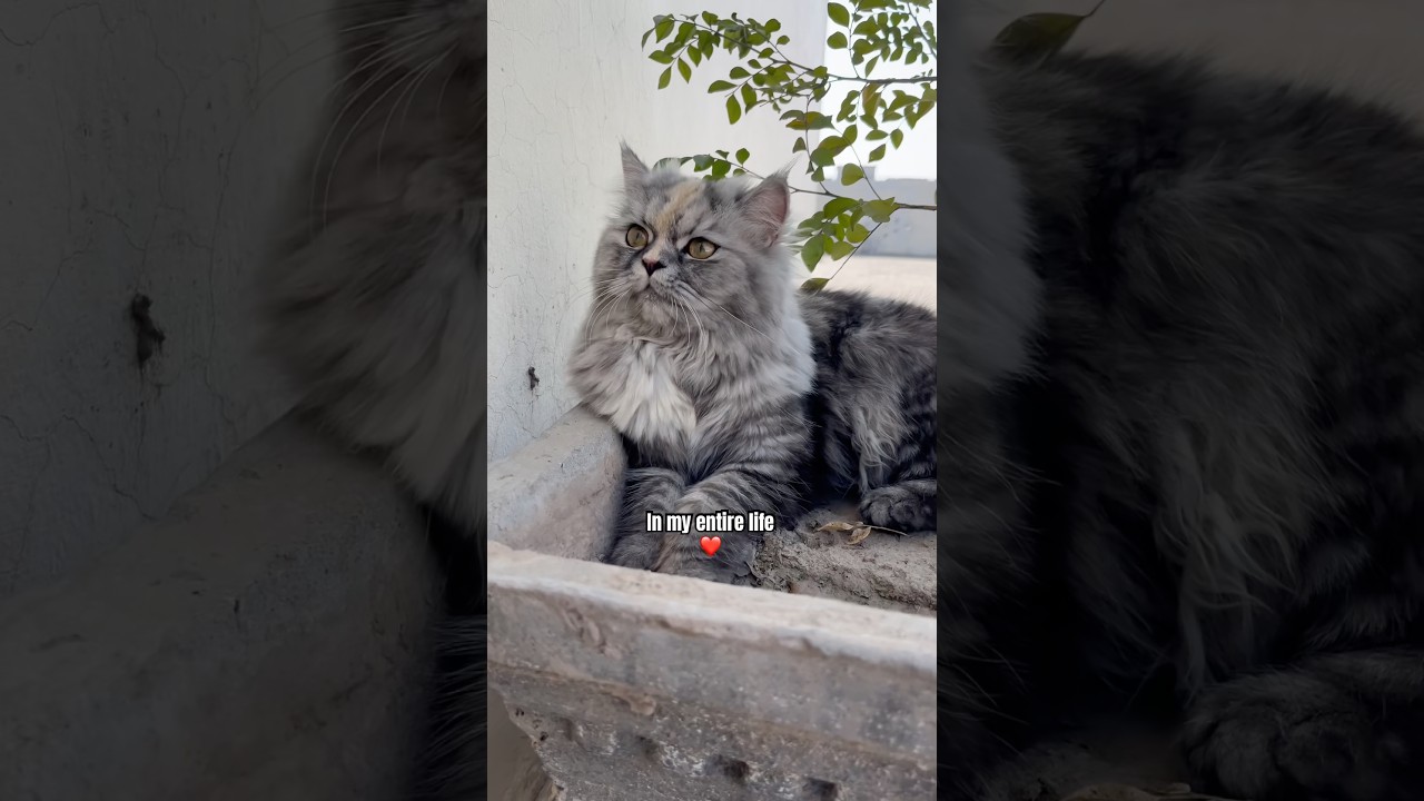 Это ✨ИДЕАЛЬНО❤️ #кошачьишорты #смешнойкот #кошачьивидео #милыйкот #вирусныешорты #милый #котенок ...