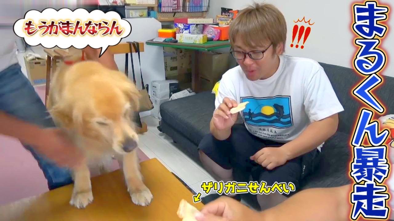 【釣りよかアニマルズ】ザリガニせんべいに荒ぶるまるくん！ Part.302