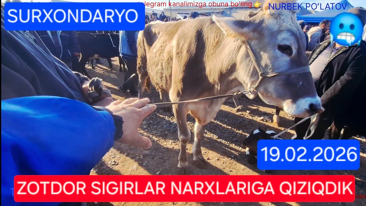19.02.2026 SURXONDARYO SARIOSIYO PAYSHANBI BOZORIDAN SIGIR GʻUNAJIN NARX NAVOLARI BILAN TANISHDIK