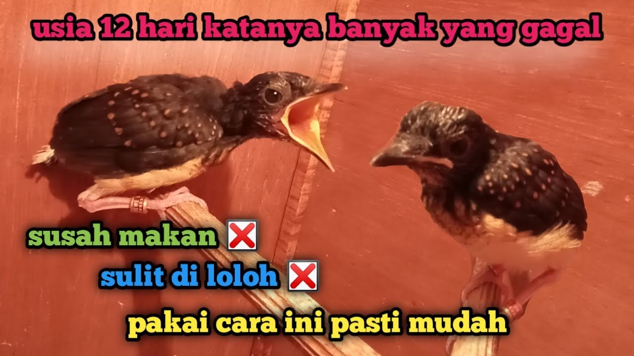 Kalau tahu cara ini anakan pasti mudah di loloh