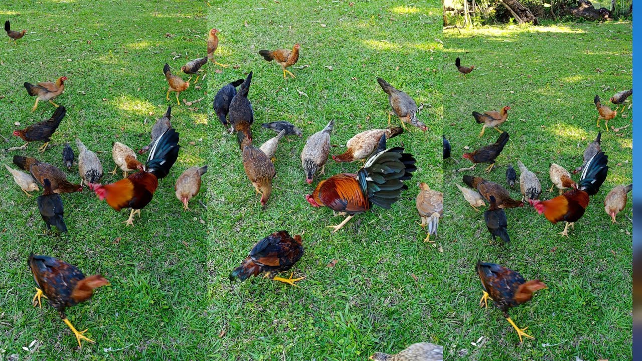 Mejores métodos y consejo de crianza de animales y aves en RD#montage #pig #chicken #849 #videos 