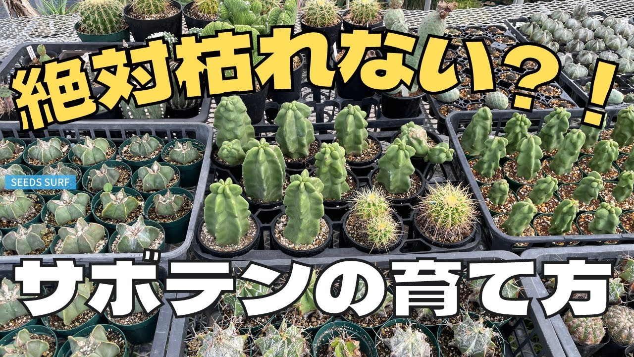 絶対枯れない サボテンの育て方【意外と難しい】