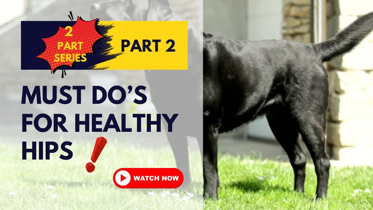Hip Dysplasia in Dogs: How to Walk, Play & Keep Them Moving Without Pain!