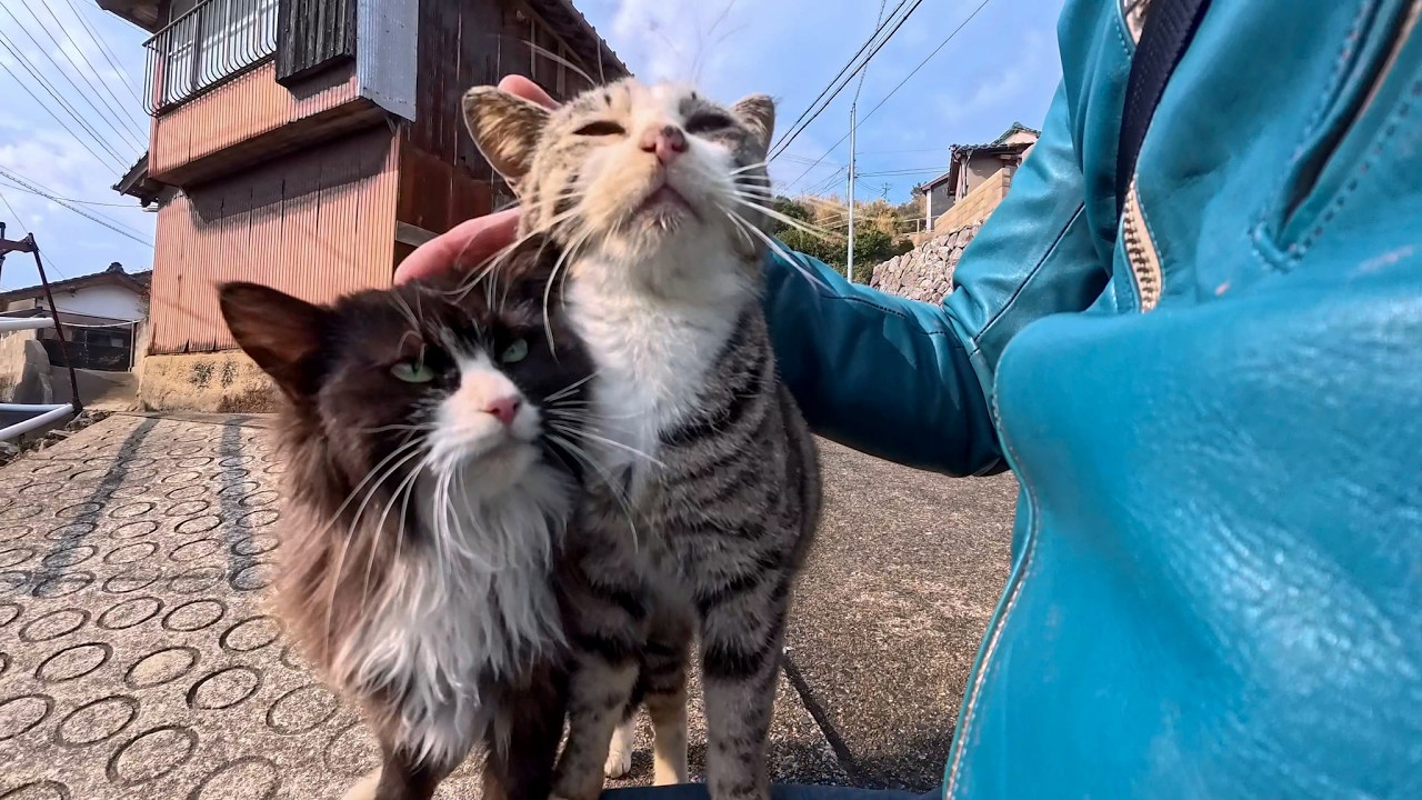 猫島の路地裏で石段に座ったら…気づけば猫たちに完全包囲された奇跡の時間
