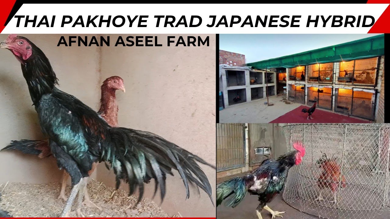 Afnan Aseel | Thai Aseel Farm | Burmi Aseel | Shamo | Japanese | Turkish Hint Horozu | qaib Thai