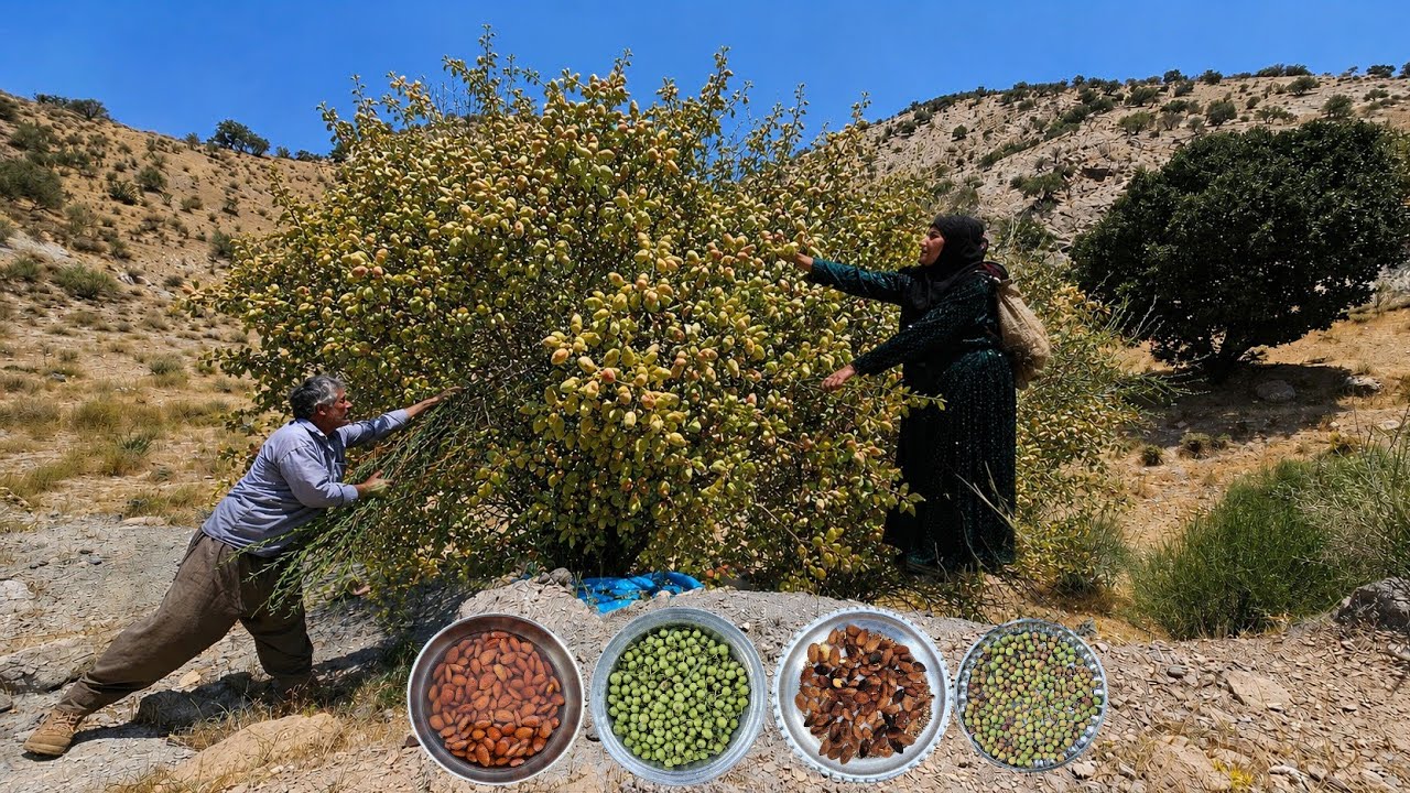Życie koczownicze w sercu g&oacute;r | Zbi&oacute;r dzikich migdał&oacute;w, fig i ekologicznych gruszek🌰🍐