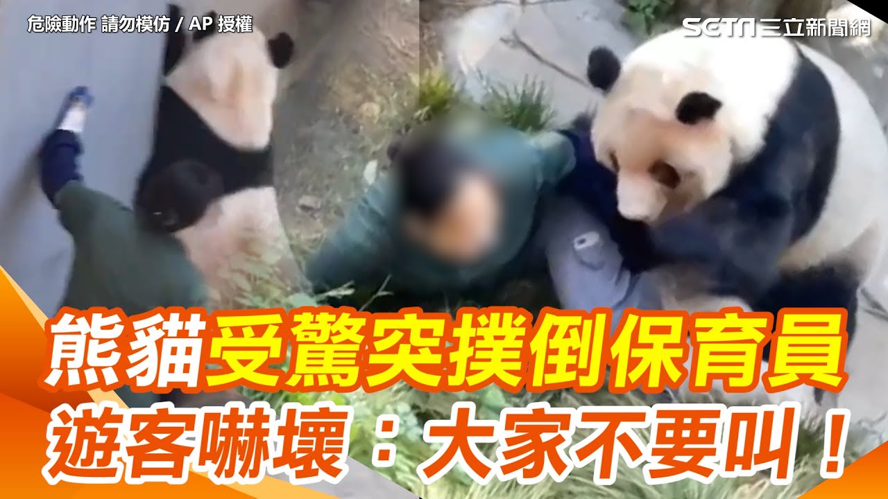 嚇壞了！熊貓反常突追逐撲倒保育員 現場遊客大喊：大家不要叫｜三立新聞網 SETN.com