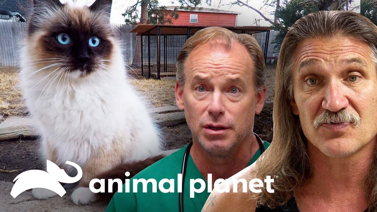 3 tratamientos para gatitos callejeros | Dr. Jeff, Veterinario | Animal Planet