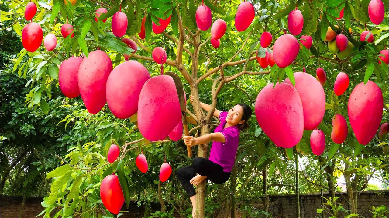 Harvesting Miyazaki Red Mango - 