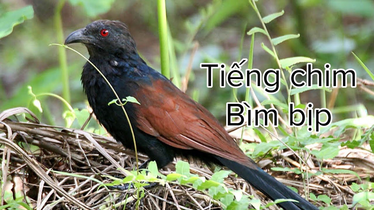 Tiếng bìm bịp kêu gọi mái the sound of birds greeting