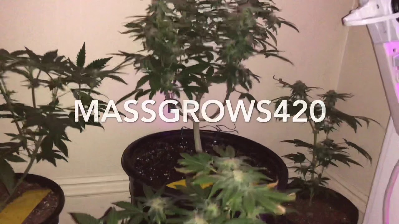 Purple lemonade week 1// peppermint kush week 6 of flower n more