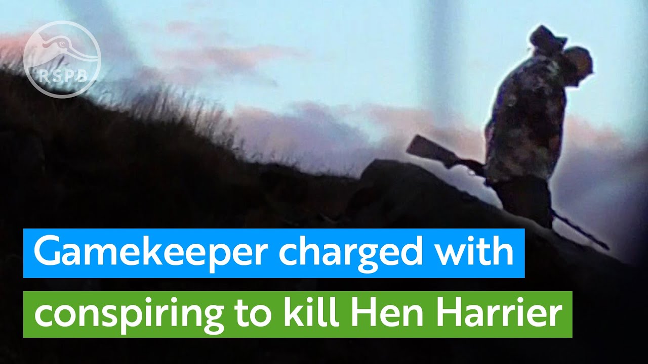 Gamekeeper charged with conspiring to kill Hen Harrier | RSPB