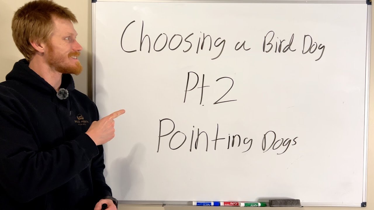 Choosing a Grouse Dog Pt. 2 (Pointing Dogs)