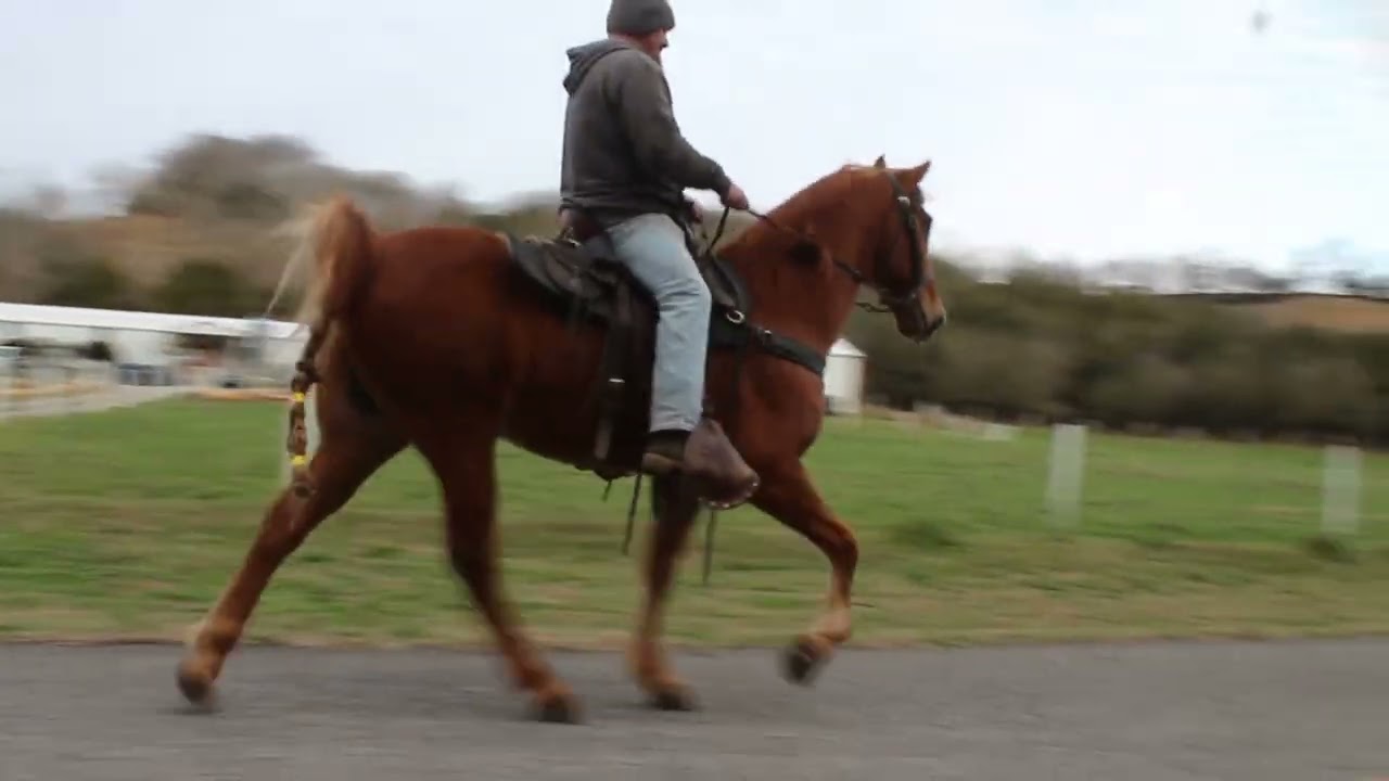 Charlie 15.3 Hand, 8 year old Gelding for sale at McNatt Farms