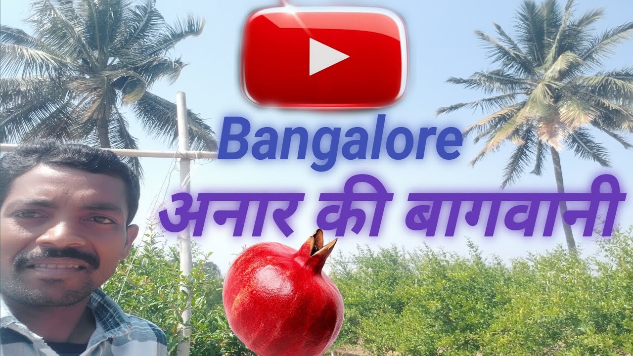 अनार की बागवानी pomegranate gardening
