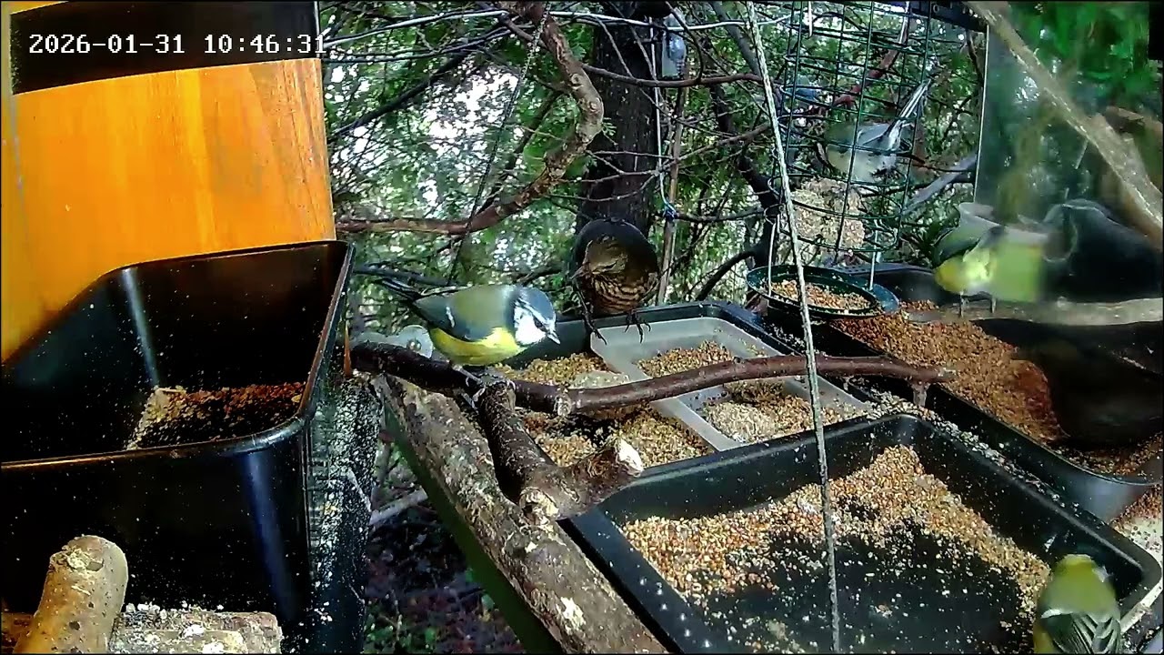 Entspannter Vormittag an der Nuss-Tanke (31.01.2026)