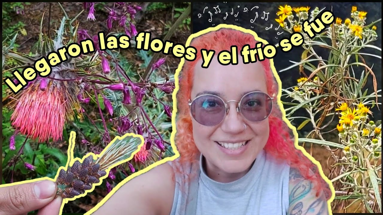 Cantamos y paseamos por nuevos caminos en el bosque - @Polifacetica 