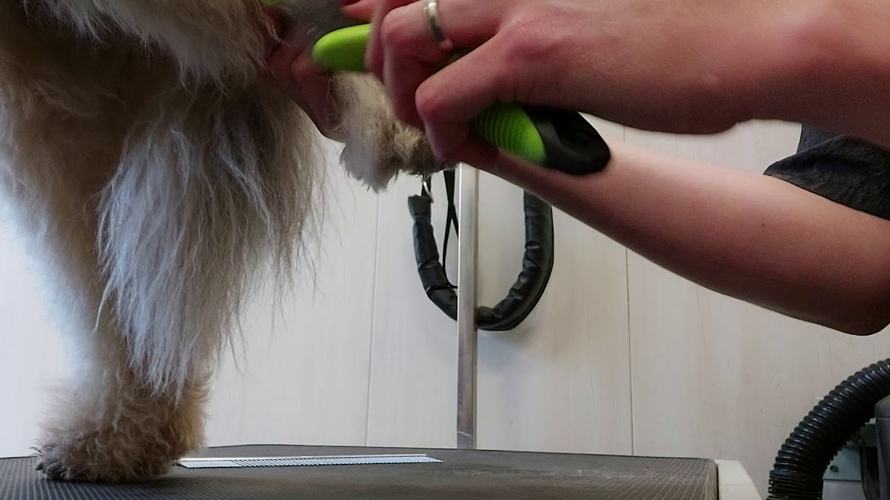 Tips voor het borstelen van je hond